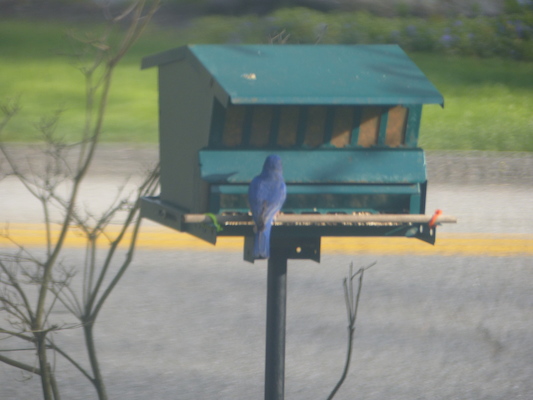 P1050635 (04-30-2016 18:09)