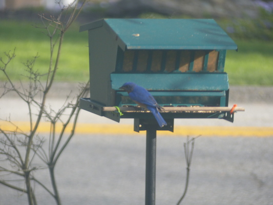 P1050636 (04-30-2016 18:09)