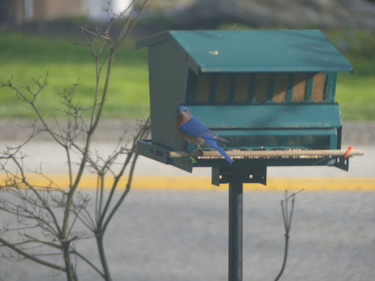 P1050637 (04-30-2016 18:09)