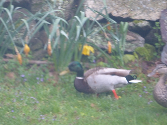 P1050642 (05-04-2016 06:47)