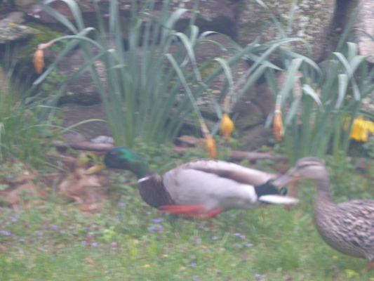 P1050643 (05-04-2016 06:47)