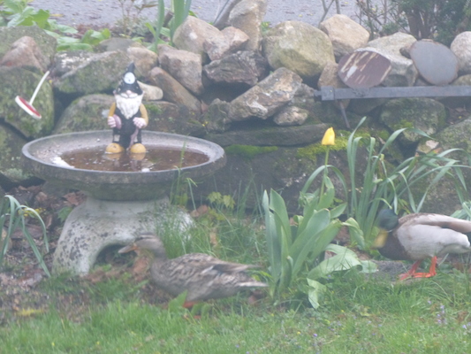 P1050644 (05-04-2016 06:47)