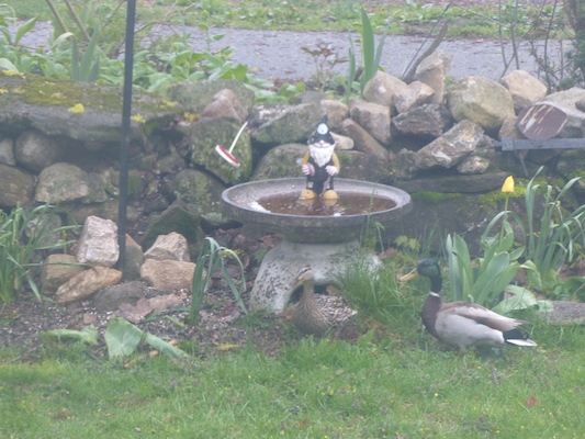 P1050645 (05-04-2016 06:47)