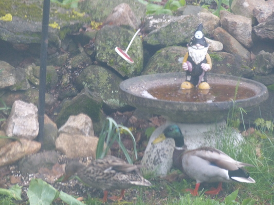 P1050646 (05-04-2016 06:47)