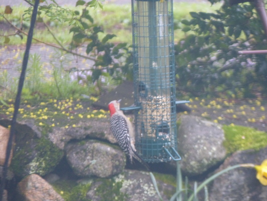 P1050647 (05-05-2016 07:25)