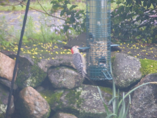 P1050648 (05-05-2016 07:25)