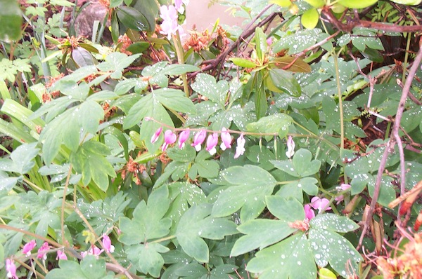 Bleeding-Hearts