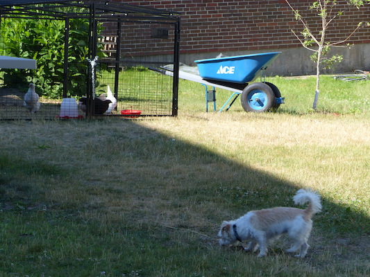 P1060065 (06-25-2016 09:25)