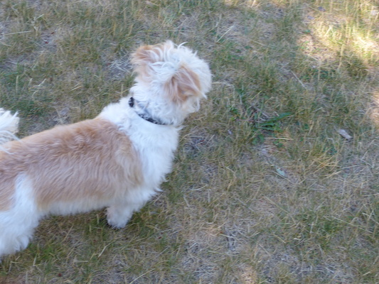 P1060066 (06-25-2016 09:25)