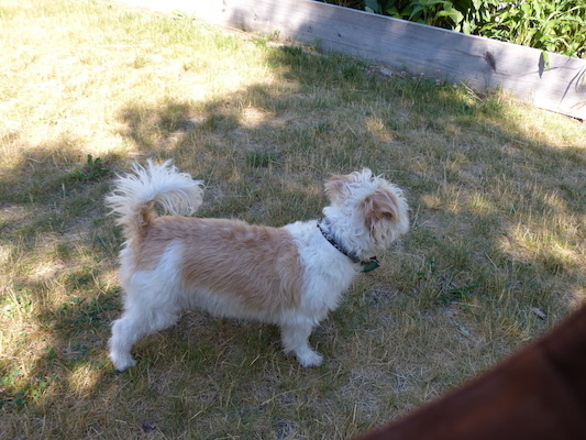 P1060067 (06-25-2016 09:25)