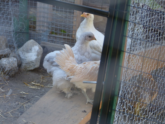 P1060069 (06-25-2016 09:26)