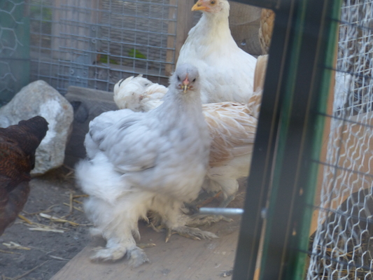 P1060070 (06-25-2016 09:26)