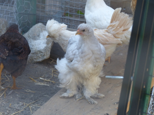 P1060071 (06-25-2016 09:26)