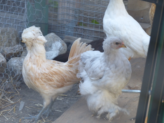 P1060072 (06-25-2016 09:26)