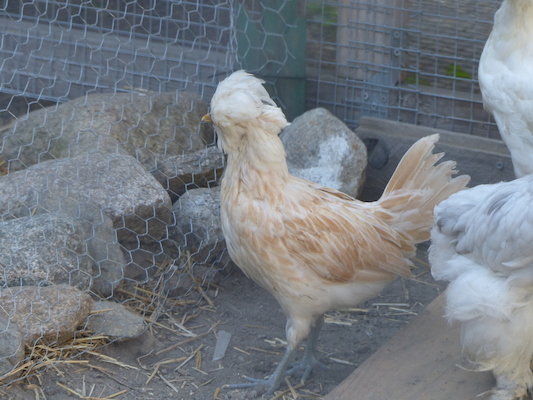 P1060073 (06-25-2016 09:26)