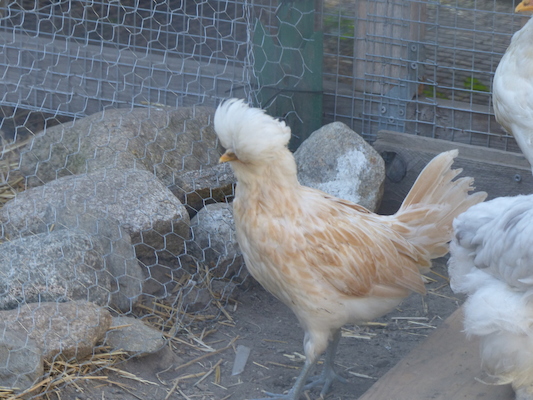 P1060074 (06-25-2016 09:26)