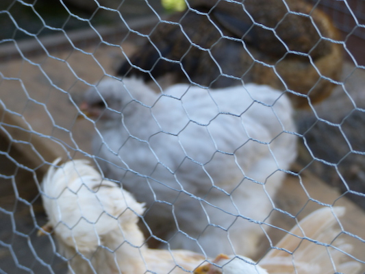 P1060075 (06-25-2016 09:27)