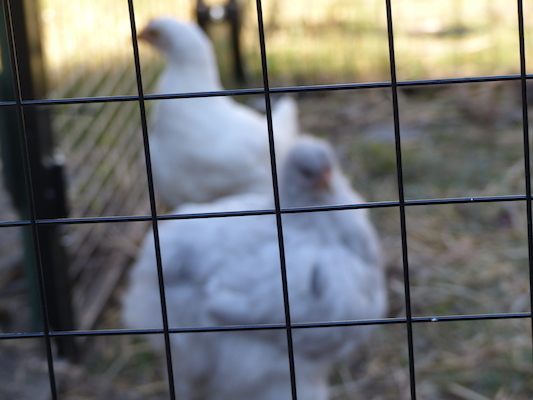 P1060076 (06-25-2016 09:27)