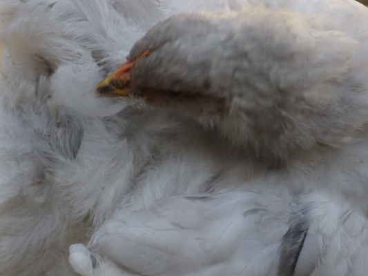 P1060077 (06-25-2016 09:28)