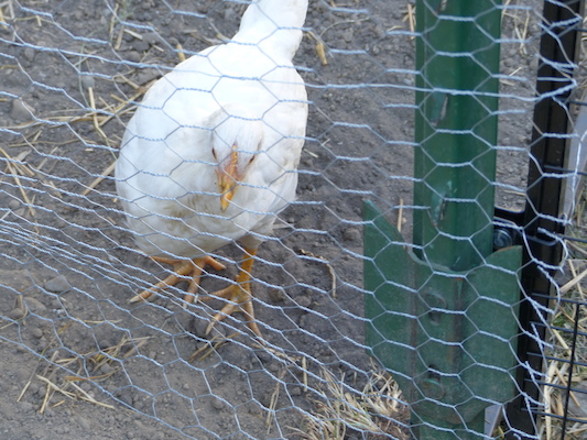 P1060078 (06-25-2016 09:28)