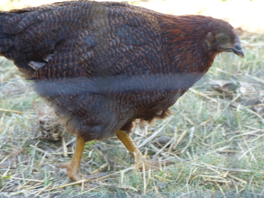 P1060079 (06-25-2016 09:30)