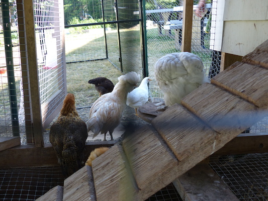 P1060080 (06-25-2016 09:31)