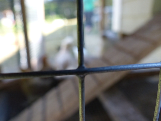 P1060081 (06-25-2016 09:31)