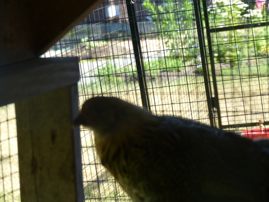 P1060082 (06-25-2016 09:31)