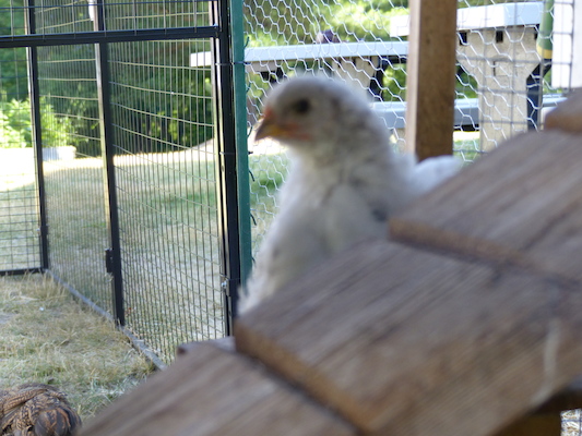 P1060083 (06-25-2016 09:31)