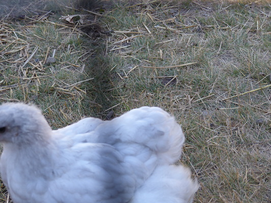 P1060084 (06-25-2016 09:33)