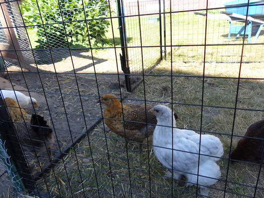 P1060085 (06-25-2016 09:33)