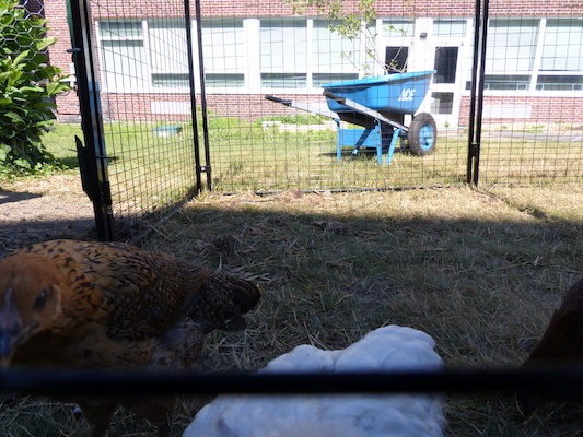 P1060086 (06-25-2016 09:33)