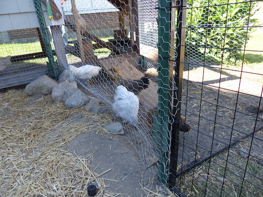 P1060087 (06-25-2016 09:33)