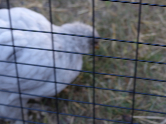 P1060088 (06-25-2016 09:34)