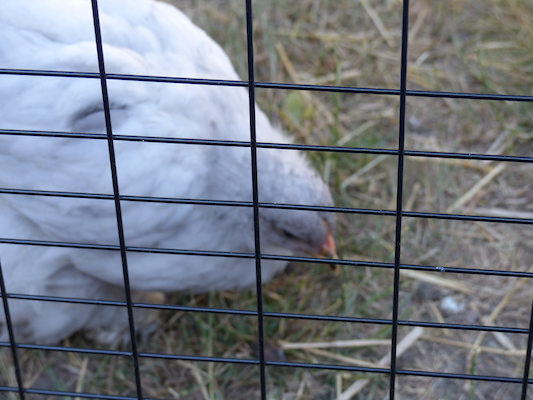 P1060089 (06-25-2016 09:34)