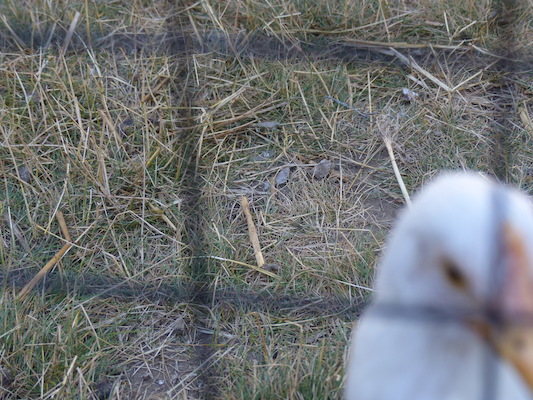 P1060090 (06-25-2016 09:36)