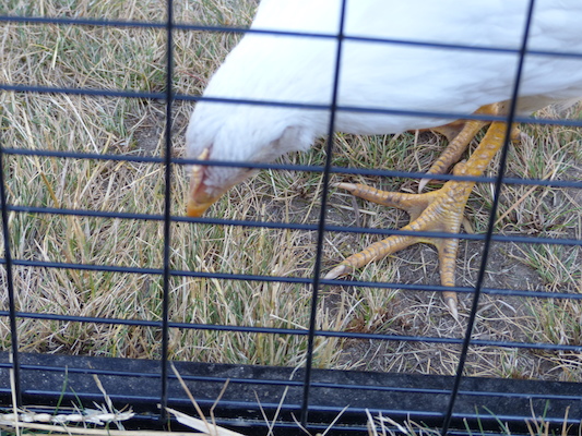 P1060091 (06-25-2016 09:36)