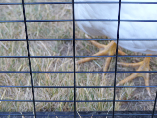 P1060092 (06-25-2016 09:36)