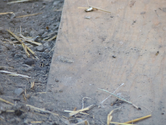 P1060093 (06-25-2016 09:37)