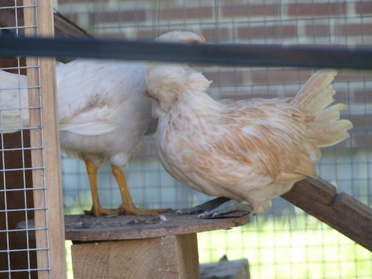 P1060094 (06-25-2016 09:37)