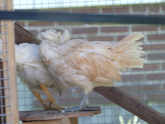 P1060095 (06-25-2016 09:37)