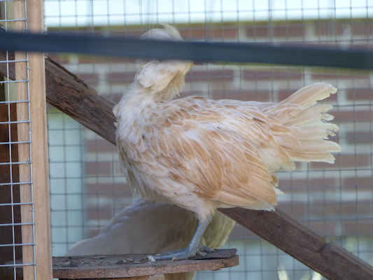 P1060096 (06-25-2016 09:37)