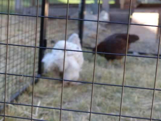 P1060097 (06-25-2016 09:38)