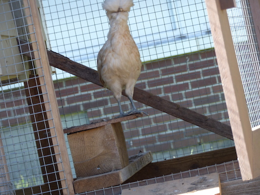 P1060098 (06-25-2016 09:38)