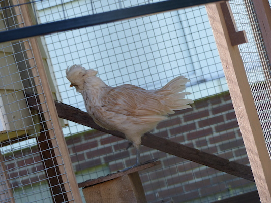 P1060099 (06-25-2016 09:39)