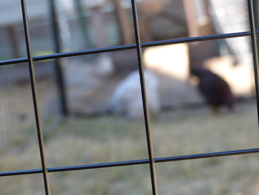 P1060100 (06-25-2016 09:39)