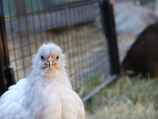 P1060101 (06-25-2016 09:40)