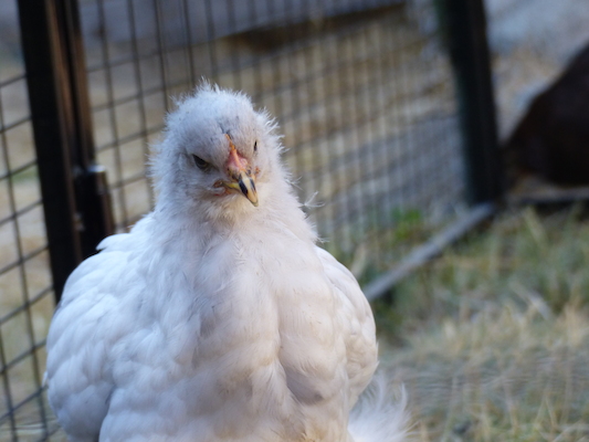 P1060102 (06-25-2016 09:40)