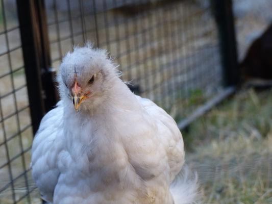 P1060103 (06-25-2016 09:40)