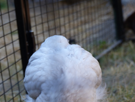 P1060104 (06-25-2016 09:40)